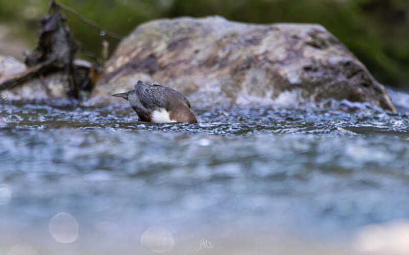 Cincle plongeur - Cinclus cinclus