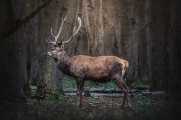 Cerf élaphe - Cervus elaphus