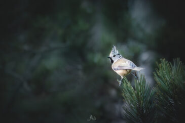 Mésange huppée - Lophophanes cristatus